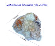 Tephrocactus articulatus v. inermis.jpg